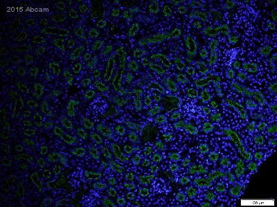 Immunohistochemistry (Formalin/PFA-fixed paraffin-embedded sections) - Anti-Lrp2 / Megalin antibody (AB76969)
