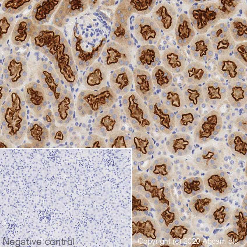 Immunohistochemistry (Formalin/PFA-fixed paraffin-embedded sections) - Anti-Lrp2 / Megalin antibody (AB76969), expandable thumbnail