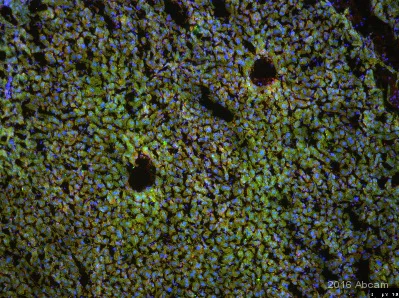 Immunohistochemistry (Formalin/PFA-fixed paraffin-embedded sections) - Anti-Lrp2 / Megalin antibody [CD7D5] (AB184676)
