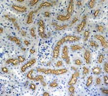 Immunohistochemistry (Formalin/PFA-fixed paraffin-embedded sections) - Anti-Lrp2 / Megalin antibody [CD7D5] (AB184676)