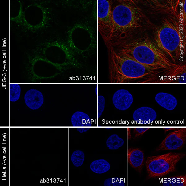 Immunocytochemistry/ Immunofluorescence - Anti-Lrp2 / Megalin antibody [EPR26093-68] (AB313741)
