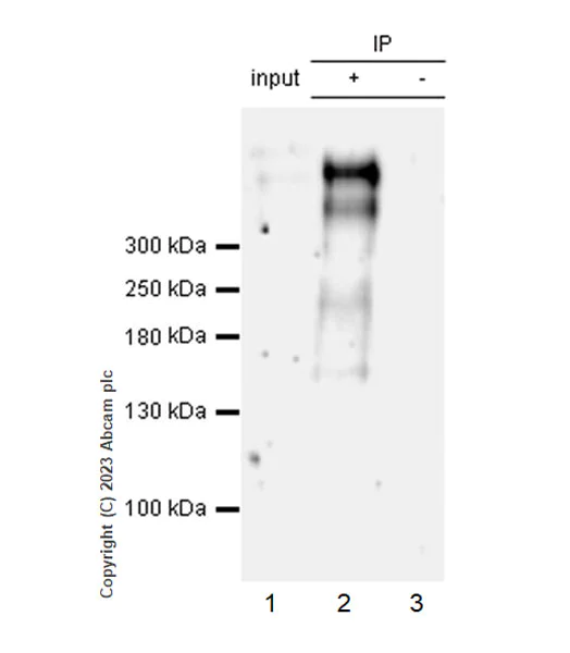 Immunoprecipitation - Anti-Lrp2 / Megalin antibody [EPR26093-68] (AB313741)