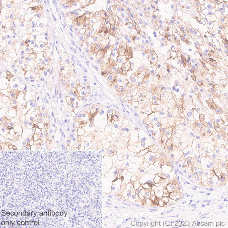 Immunohistochemistry (Formalin/PFA-fixed paraffin-embedded sections) - Anti-Lrp2 / Megalin antibody [EPR26093-84] - BSA and Azide free (AB309087)