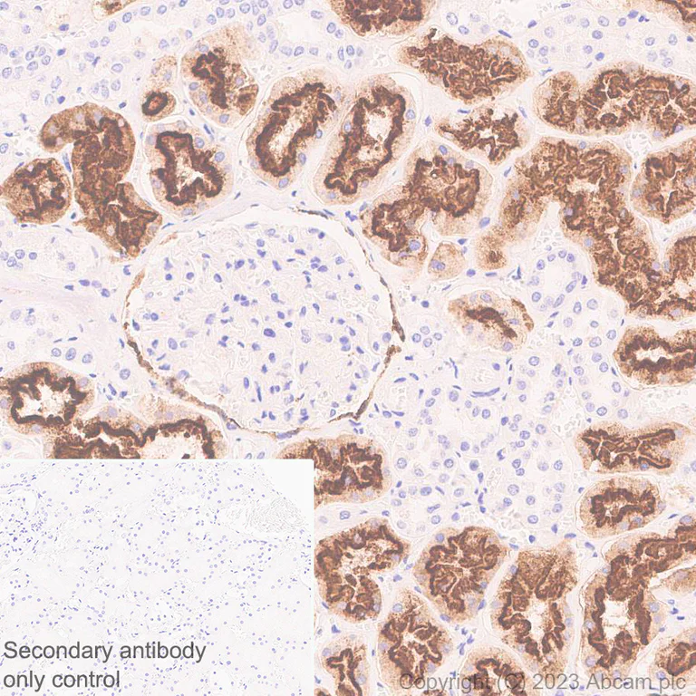 Immunohistochemistry (Formalin/PFA-fixed paraffin-embedded sections) - Anti-Lrp2 / Megalin antibody [EPR26093-84] - BSA and Azide free (AB309087)