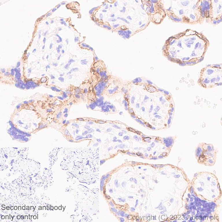Immunohistochemistry (Formalin/PFA-fixed paraffin-embedded sections) - Anti-Lrp2 / Megalin antibody [EPR26093-84] - BSA and Azide free (AB309087)