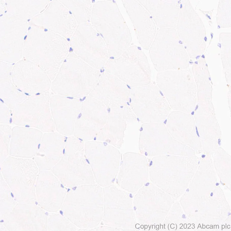 Immunohistochemistry (Formalin/PFA-fixed paraffin-embedded sections) - Anti-Lrp2 / Megalin antibody [EPR26093-84] - BSA and Azide free (AB309087)