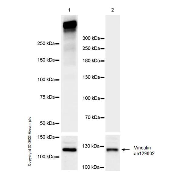 Western blot - Anti-Lrp2 / Megalin antibody [EPR26093-84] - BSA and Azide free (AB309087)