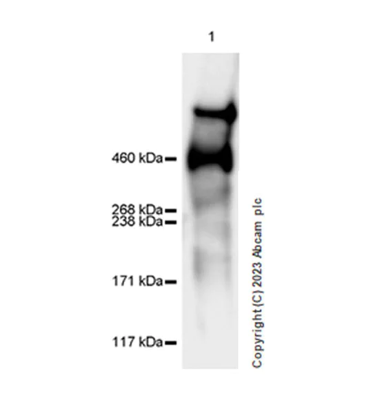 Western blot - Anti-Lrp2 / Megalin antibody [EPR26093-84] - BSA and Azide free (AB309087)