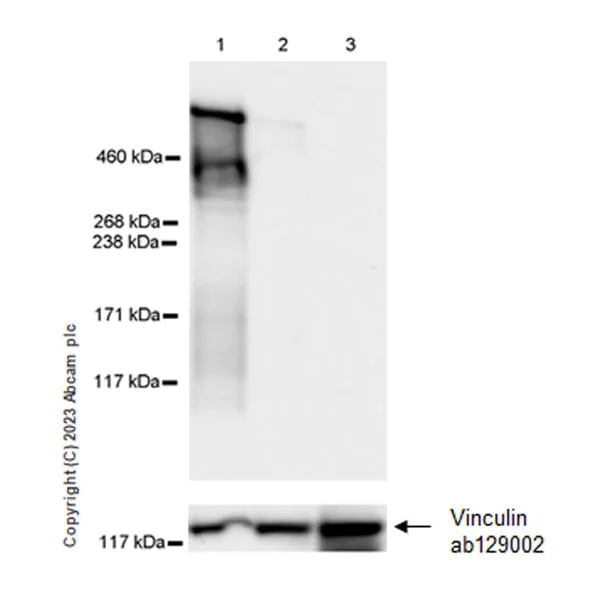 Western blot - Anti-Lrp2 / Megalin antibody [EPR26093-84] - BSA and Azide free (AB309087)