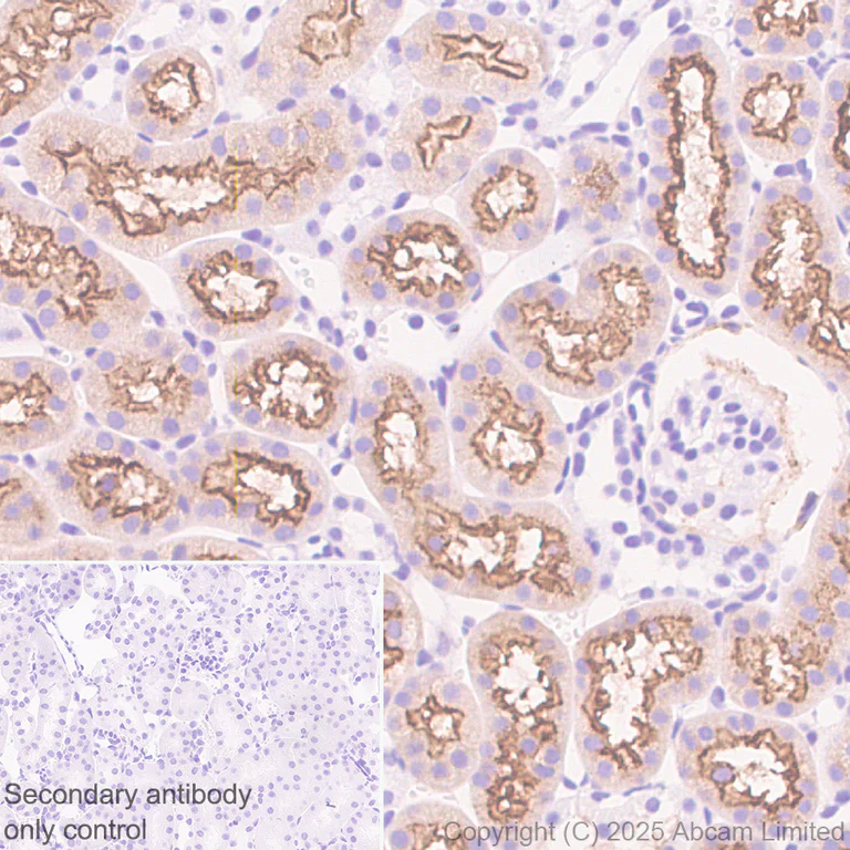 Immunohistochemistry (Formalin/PFA-fixed paraffin-embedded sections) - Anti-Lrp2 / Megalin antibody [EPR30413-507] (AB324981)