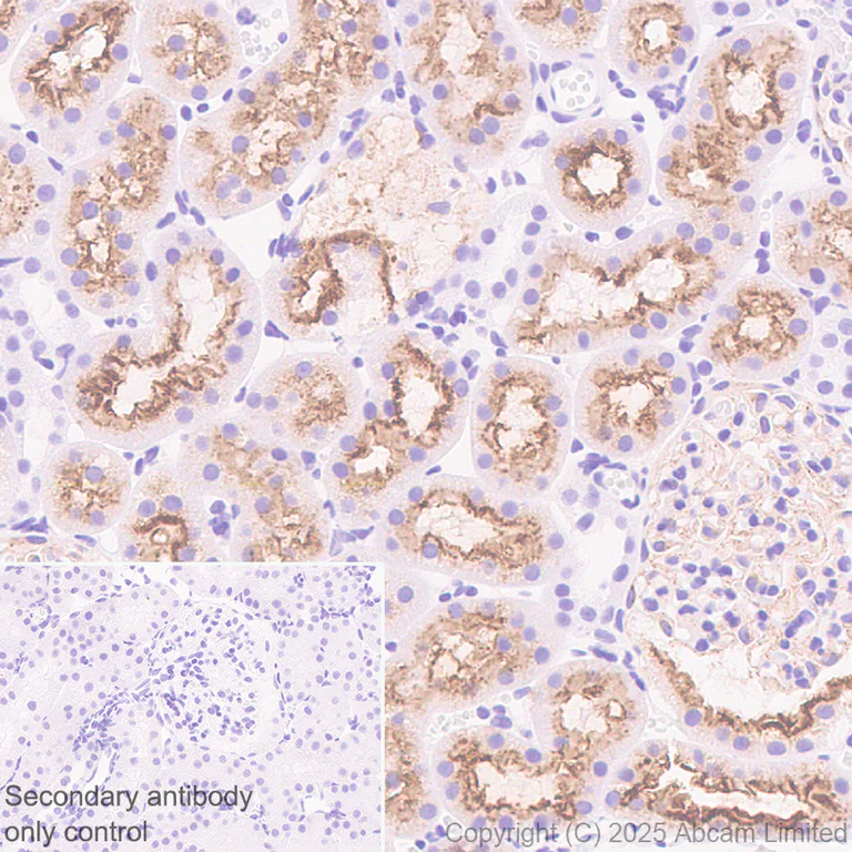 Immunohistochemistry (Formalin/PFA-fixed paraffin-embedded sections) - Anti-Lrp2 / Megalin antibody [EPR30413-507] (AB324981)