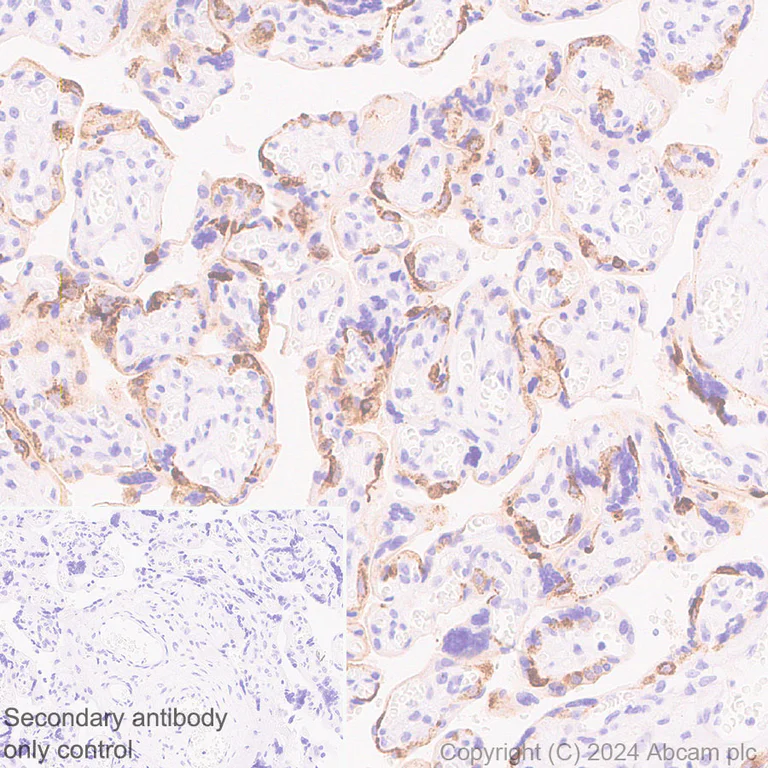 Immunohistochemistry (Formalin/PFA-fixed paraffin-embedded sections) - Anti-Lrp2 / Megalin antibody [RM1150] (AB317333)