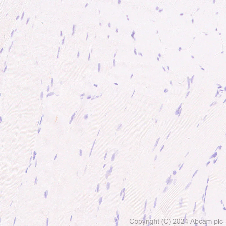 Immunohistochemistry (Formalin/PFA-fixed paraffin-embedded sections) - Anti-Lrp2 / Megalin antibody [RM1150] (AB317333)