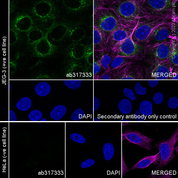 Immunocytochemistry/ Immunofluorescence - Anti-Lrp2 / Megalin antibody [RM1150] - BSA and Azide free (AB317334)
