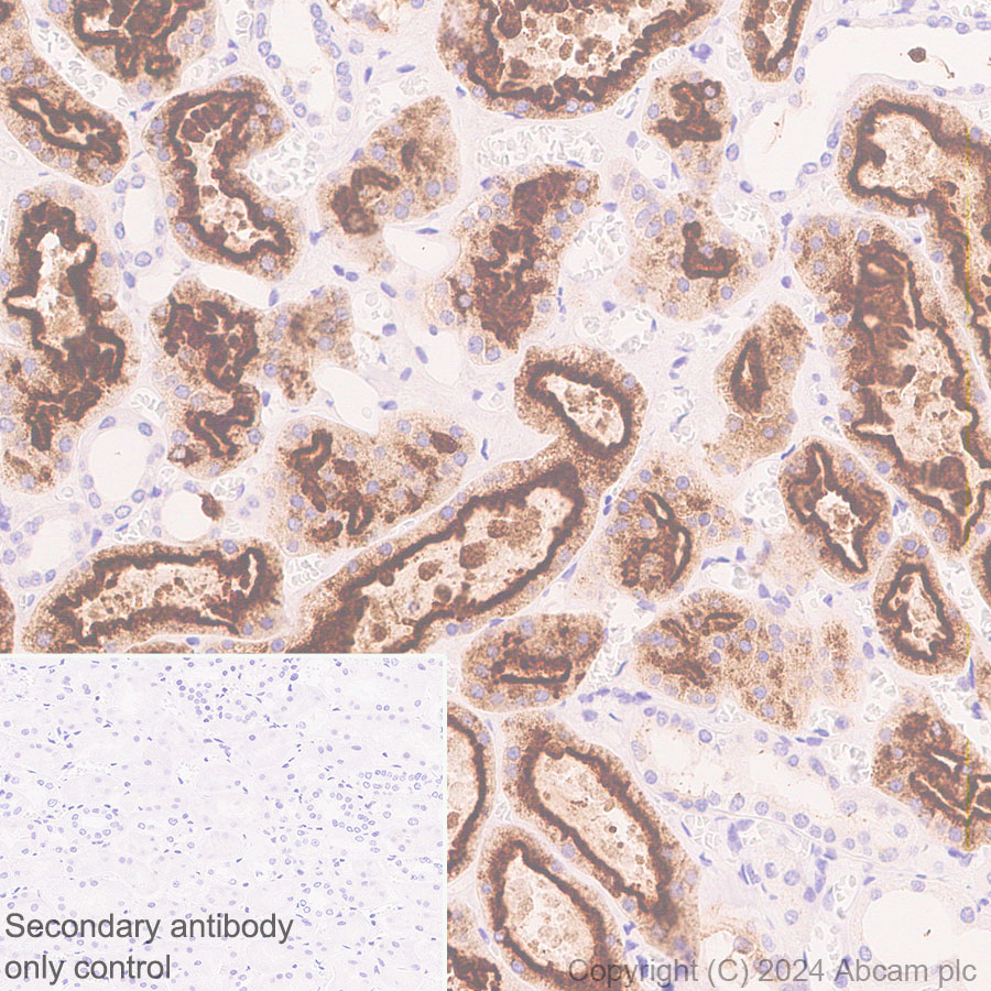 Immunohistochemistry (Formalin/PFA-fixed paraffin-embedded sections) - Anti-Lrp2 / Megalin antibody [RM1150] - BSA and Azide free (ab317334), expandable thumbnail