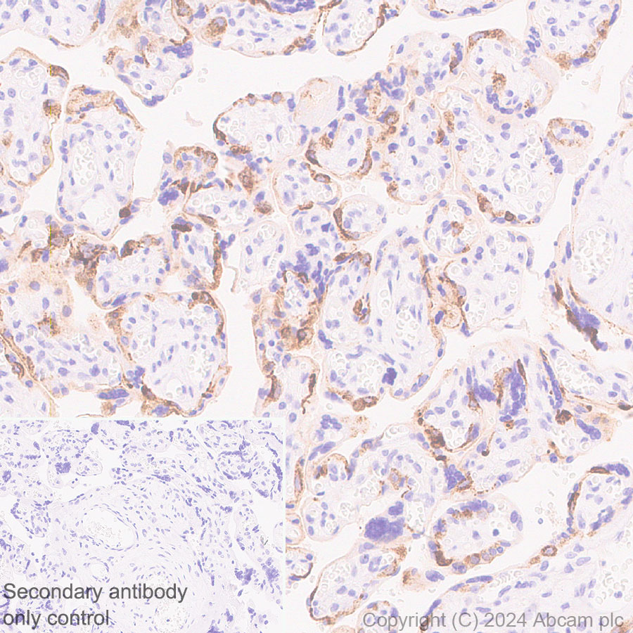 Immunohistochemistry (Formalin/PFA-fixed paraffin-embedded sections) - Anti-Lrp2 / Megalin antibody [RM1150] - BSA and Azide free (ab317334), expandable thumbnail