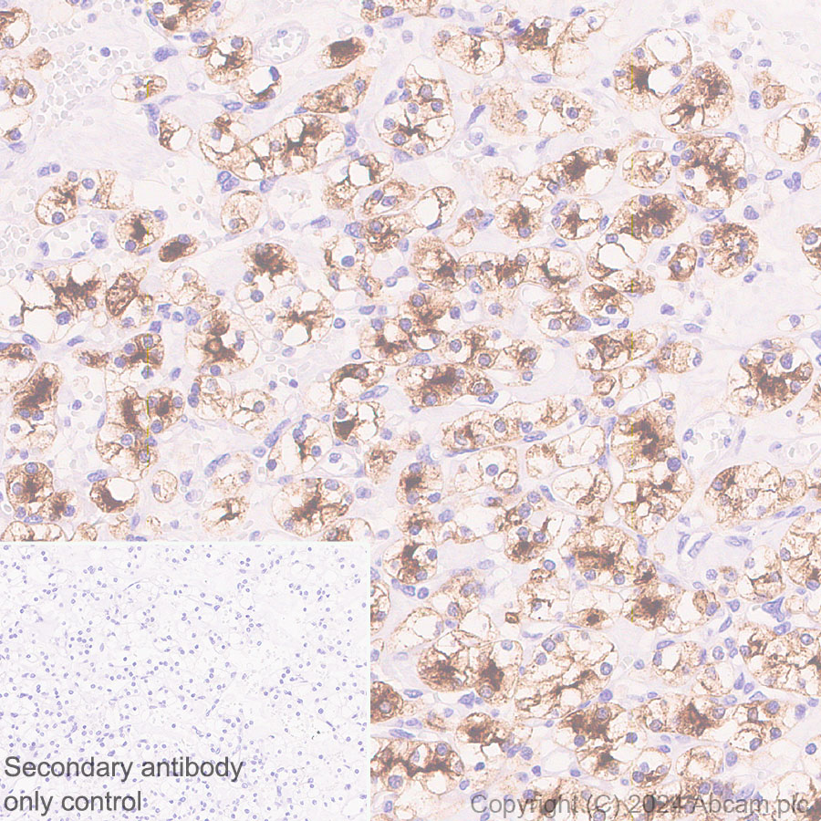 Immunohistochemistry (Formalin/PFA-fixed paraffin-embedded sections) - Anti-Lrp2 / Megalin antibody [RM1150] - BSA and Azide free (ab317334), expandable thumbnail