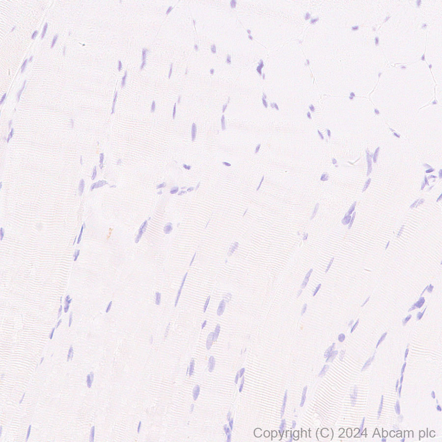 Immunohistochemistry (Formalin/PFA-fixed paraffin-embedded sections) - Anti-Lrp2 / Megalin antibody [RM1150] - BSA and Azide free (AB317334), expandable thumbnail