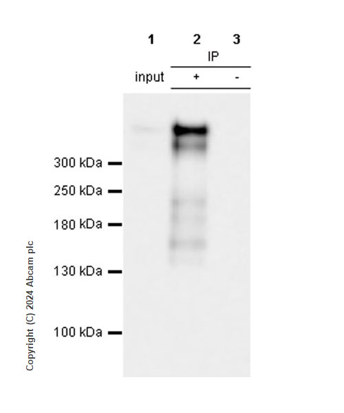 Immunoprecipitation - Anti-Lrp2 / Megalin antibody [RM1150] - BSA and Azide free (AB317334), expandable thumbnail