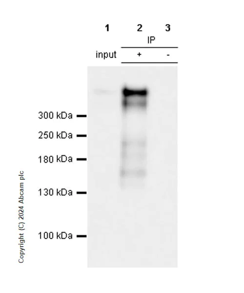 Immunoprecipitation - Anti-Lrp2 / Megalin antibody [RM1150] - BSA and Azide free (AB317334)