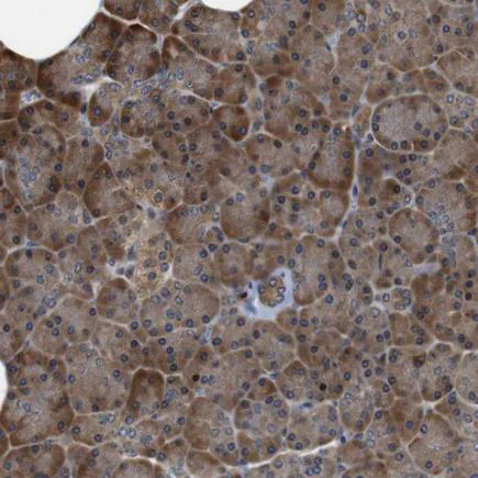 Immunohistochemistry (Formalin/PFA-fixed paraffin-embedded sections) - Anti-LRP4 antibody (AB224253)