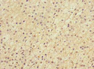 Immunohistochemistry (Formalin/PFA-fixed paraffin-embedded sections) - Anti-LRP4 antibody (AB230188), expandable thumbnail