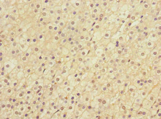 Immunohistochemistry (Formalin/PFA-fixed paraffin-embedded sections) - Anti-LRP4 antibody (AB230188)