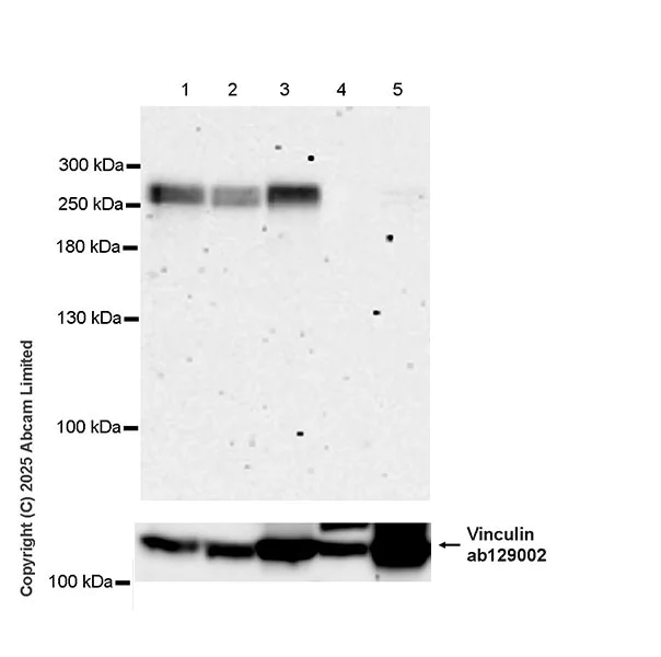Western blot - Anti-LRP4 antibody [EPR30692-584] (AB324976)