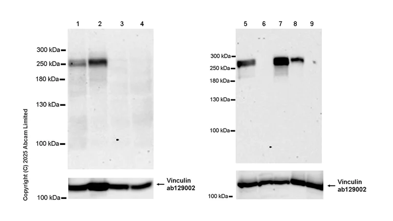 Western blot - Anti-LRP4 antibody [EPR30692-584] (AB324976)