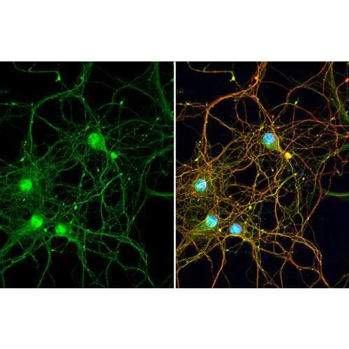 Immunocytochemistry/ Immunofluorescence - Anti-LRP4 antibody [HL2080] (AB317131)