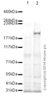 Western blot - Anti-LRP5 antibody [31E7] (AB129118)