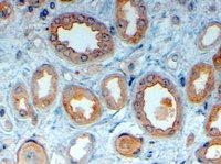 Immunohistochemistry (Formalin/PFA-fixed paraffin-embedded sections) - Anti-LRP6 antibody (AB24386)