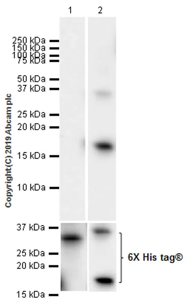 Western blot - Anti-LRP6 antibody [EPR22910-39] (AB231779)