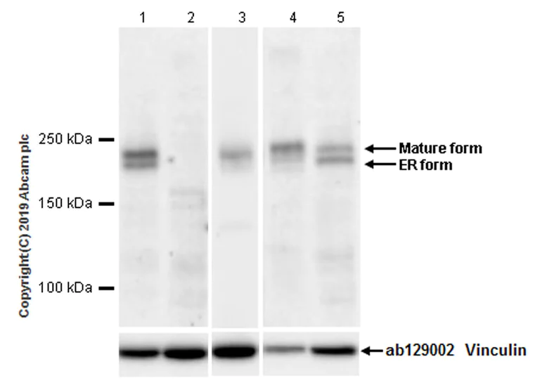 Western blot - Anti-LRP6 antibody [EPR22910-39] (AB231779)