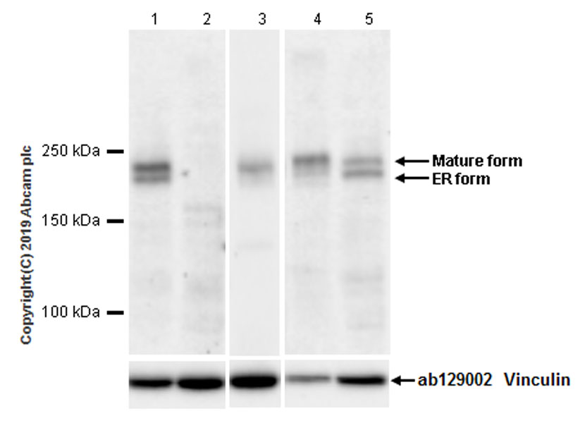 Western blot - Anti-LRP6 antibody [EPR22910-39] - BSA and Azide free (AB256476)