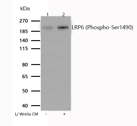 Western blot - Anti-LRP6 (phospho S1490) antibody [SR1321] (AB326674)