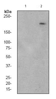 Western blot - Anti-LRP6 (phospho S1490) + LRP5 (phospho S1503) antibody [EP2360Y] - BSA and Azide free (AB247469)
