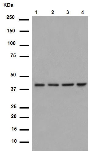 Western blot - Anti-LRPAP1 antibody [EPR3327] (AB76500), expandable thumbnail