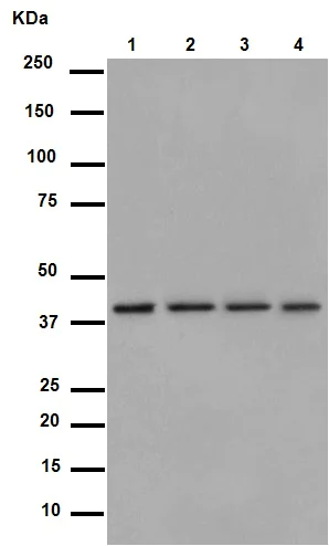 Western blot - Anti-LRPAP1 antibody [EPR3327] - BSA and Azide free (AB247482)