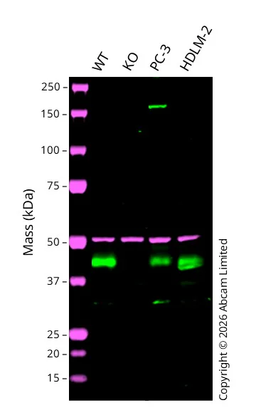 Western blot - Anti-LRPAP1 antibody [EPR3328] (AB133488)