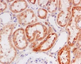 Immunohistochemistry (Formalin/PFA-fixed paraffin-embedded sections) - Anti-LRPAP1 antibody [EPR3328] - BSA and Azide free (AB248519)