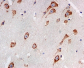 Immunohistochemistry (Formalin/PFA-fixed paraffin-embedded sections) - Anti-LRPAP1 antibody [EPR3328] - BSA and Azide free (AB248519), expandable thumbnail