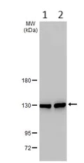 Western blot - Anti-LRPPRC/GP130 antibody (AB97505)