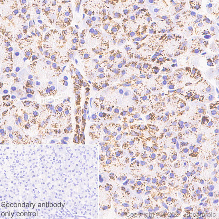 Immunohistochemistry (Formalin/PFA-fixed paraffin-embedded sections) - Anti-LRPPRC/GP130 antibody [EPR24052-38] (AB259927)