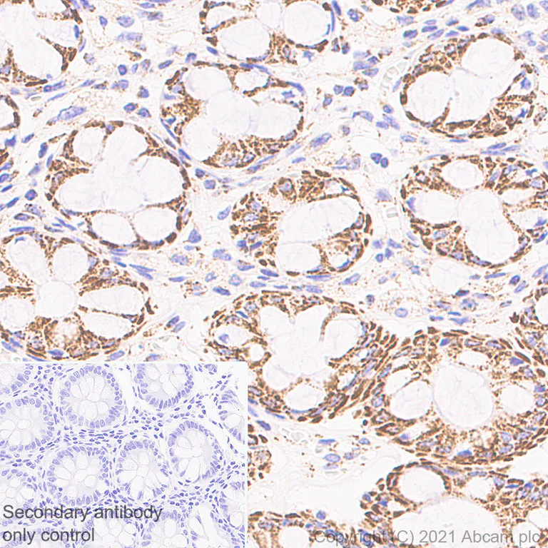 Immunohistochemistry (Formalin/PFA-fixed paraffin-embedded sections) - Anti-LRPPRC/GP130 antibody [EPR24052-38] (AB259927)