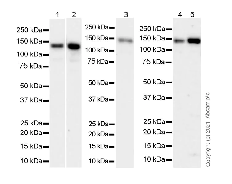Western blot - Anti-LRPPRC/GP130 antibody [EPR24052-38] (AB259927)