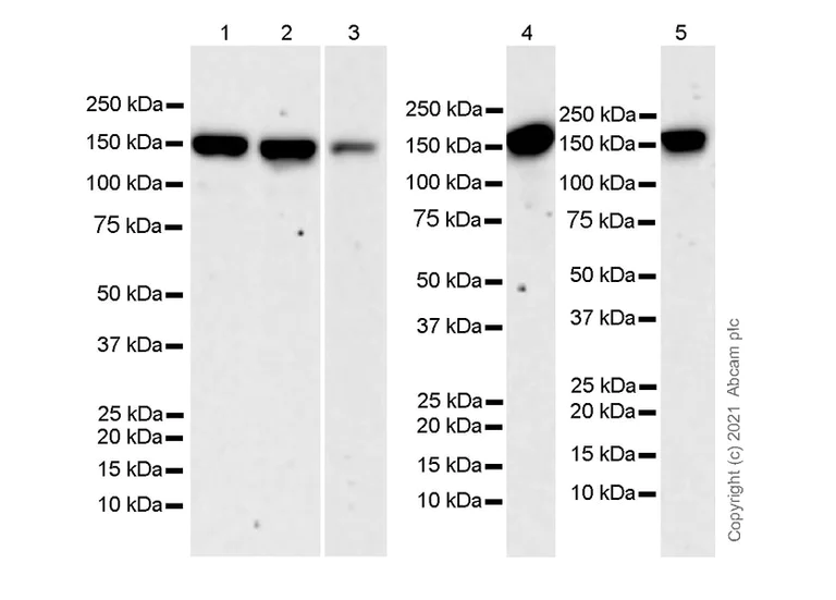 Western blot - Anti-LRPPRC/GP130 antibody [EPR24052-38] (AB259927)