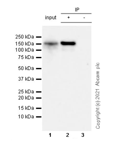 Immunoprecipitation - Anti-LRPPRC/GP130 antibody [EPR24052-38] - BSA and Azide free (AB283821)