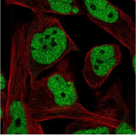 Immunocytochemistry/ Immunofluorescence - Anti-LRRC10B antibody (AB188260)
