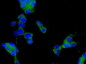 Immunocytochemistry/ Immunofluorescence - Anti-LRRC15 antibody [EPR8188(2)] (AB150376)